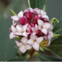 DAPHNE Odora DAPHNE Odora