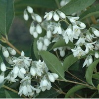 DEUTZIA Taiwanensis