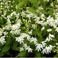 DEUTZIA crenata Nikko DEUTZIA crenata Nikko