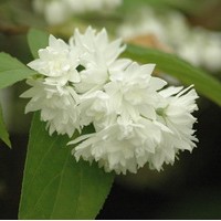 DEUTZIA Magnifica