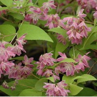 DEUTZIA Perle rose DEUTZIA Perle rose