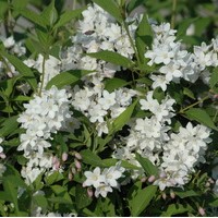 DEUTZIA Rosea Campanulata DEUTZIA Rosea Campanulata