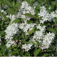 DEUTZIA Rosea Campanulata 