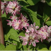 DEUTZIA Tourbillon rouge