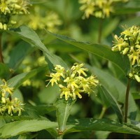 DIERVILLEA Splenders DIERVILLEA Splenders