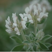 DORYCNIUM Hirsutum DORYCNIUM Hirsutum