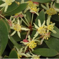DRYMIS aromatica DRYMIS aromatica