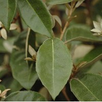 ELEAGNUS ebbingei ELEAGNUS ebbingei