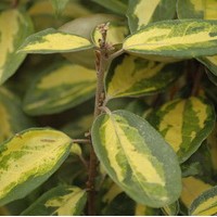ELEAGNUS ebbengei Limelight ELEAGNUS ebbengei Limelight