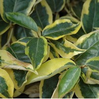 ELEAGNUS ebbengei Gild Edge ELEAGNUS ebbengei Gild Edge