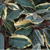 ELEAGNUS Pungens Argentéa ELEAGNUS Pungens Argentéa