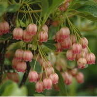 ENKIANTHUS Red Bell ENKIANTHUS Red Bell