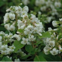 ESCALLONIA IveyII ESCALLONIA IveyII