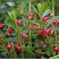 ESCALLONIA macrantha Rubra ESCALLONIA macrantha Rubra