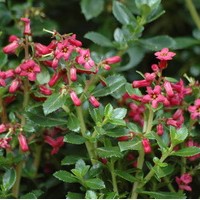 ESCALLONIA compacta Coccinea ESCALLONIA compacta Coccinea