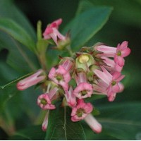 ESCALLONIA Organensis ESCALLONIA Organensis