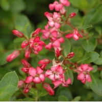 ESCALLONIA Red dream ESCALLONIA Red dream