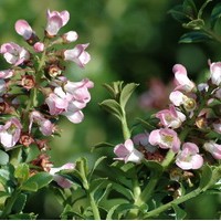 ESCALLONIA apple blosson ESCALLONIA apple blosson