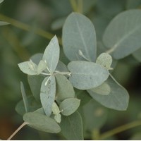 Eucalyptus Gunnii Eucalyptus Gunnii