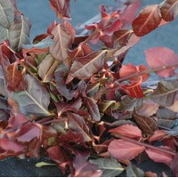 EUONYMUS fortunei Coloratus EUONYMUS fortunei Coloratus