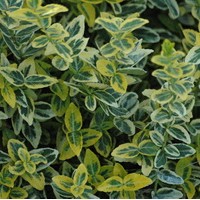 EUONYMUS fortunei Emerald n gold EUONYMUS fortunei Emerald n gold