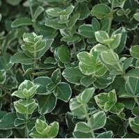 EUONYMUS fortunei Emerald gaiety EUONYMUS fortunei Emerald gaiety