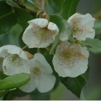 EUCRYPHIA intermedia Rostrevor