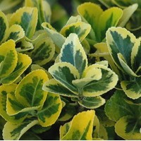 EUONYMUS japonicus Aureomarginatus EUONYMUS japonicus Aureomarginatus
