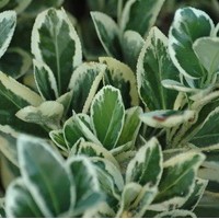 EUONYMUS japonicus Bravo EUONYMUS japonicus Bravo