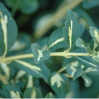 EUONYMUS fortunei Sunspot