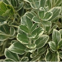 EUONYMUS japonicus Président Gauthier EUONYMUS japonicus Président Gauthier