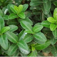 EUONYMUS green rocket EUONYMUS green rocket