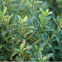 EUONYMUS microphyllus Pulchellus EUONYMUS microphyllus Pulchellus