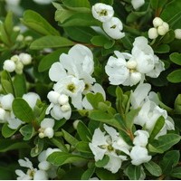 EXOCHORDA macrantha The Bride EXOCHORDA macrantha The Bride