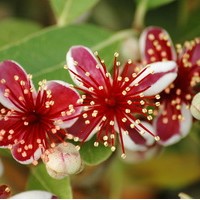 Feijoa sellowiana Unique Feijoa sellowiana Unique
