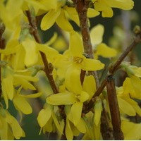 FORSYTHIA internedia Lynwood gold FORSYTHIA internedia Lynwood gold