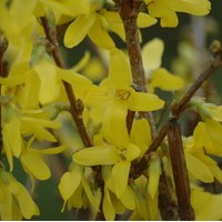 FORSYTHIA internedia Lynwood gold