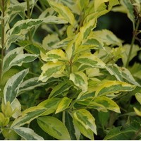 FORSYTHIA golden times FORSYTHIA golden times
