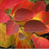 Fothergilla major Fothergilla major