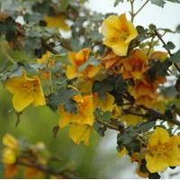 FREMONTODENDRON californica glory FREMONTODENDRON californica glory