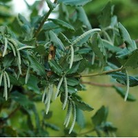 GARRYA elliptica GARRYA elliptica