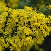 GENISTA Porlock GENISTA Porlock