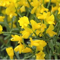 GENISTA Lydia GENISTA Lydia