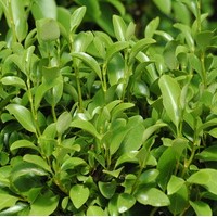 GRISELINA littoralis GRISELINA littoralis