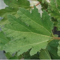 GUNNERA manicata GUNNERA manicata