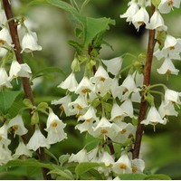 HALESIA Carolina HALESIA Carolina