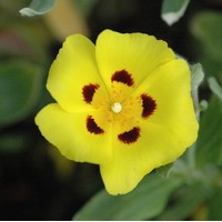 HALIMIUM formosum HALIMIUM formosum