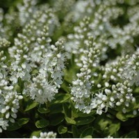 HEBE Vernicosa HEBE Vernicosa