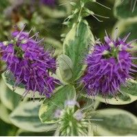 HEBE franciscana variegata HEBE franciscana variegata