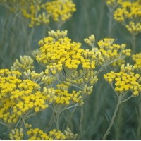 HELICHRYSUM italicum serotimum HELICHRYSUM italicum serotimum